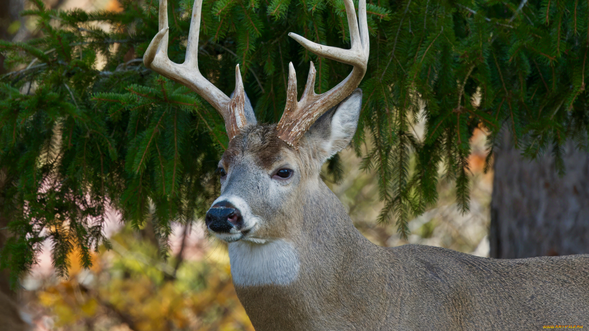 животные, олени, олень