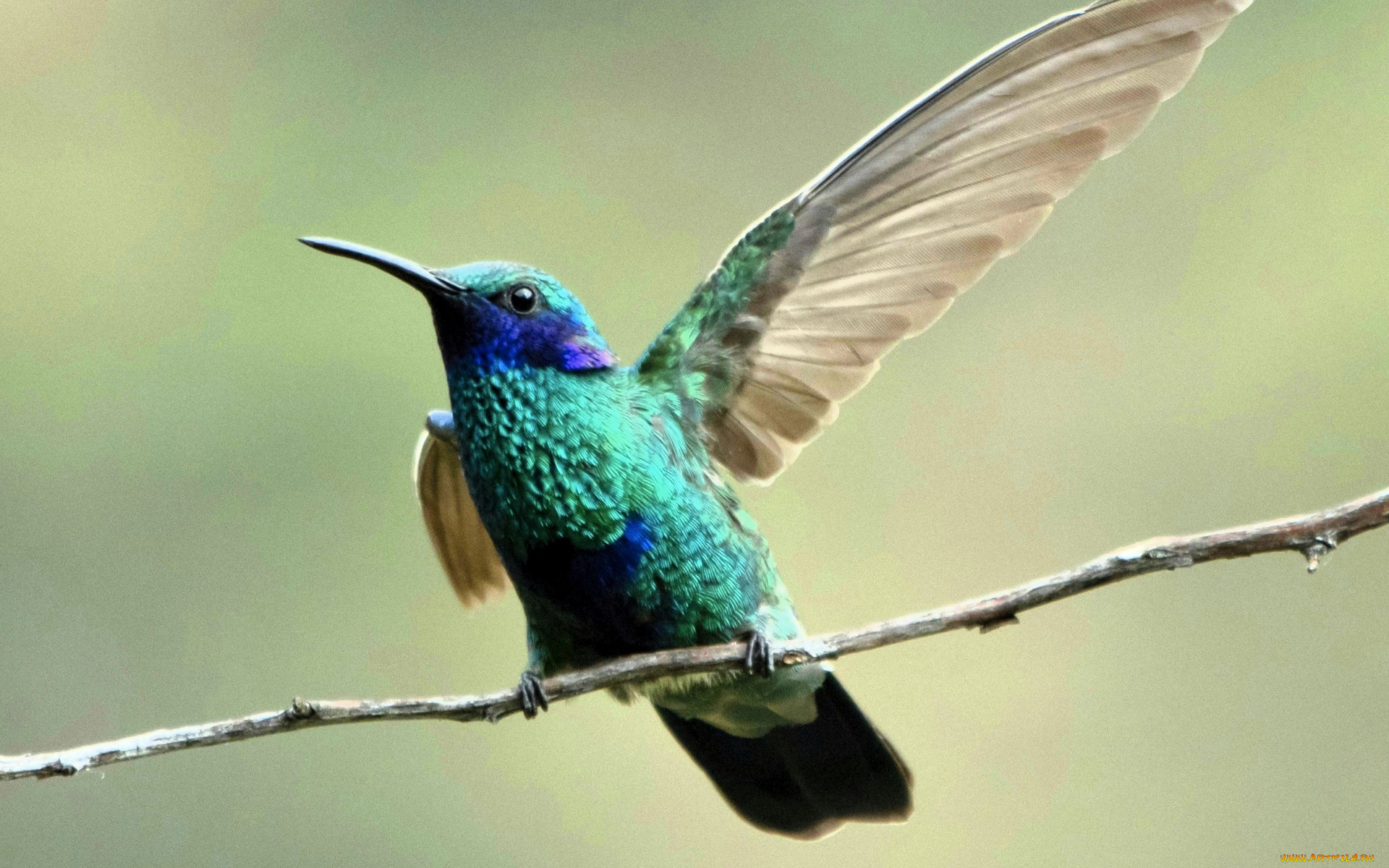 животные, колибри, крыло, ветка