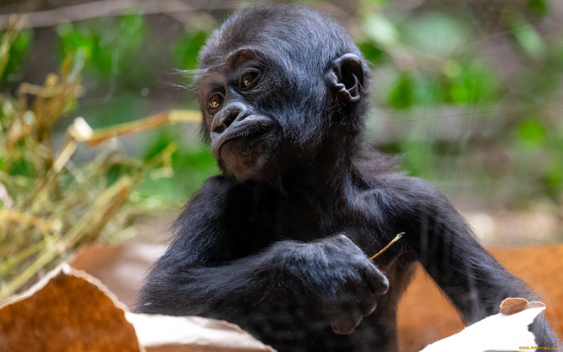 животные, обезьяны, обезьяна, детеныш, горилла