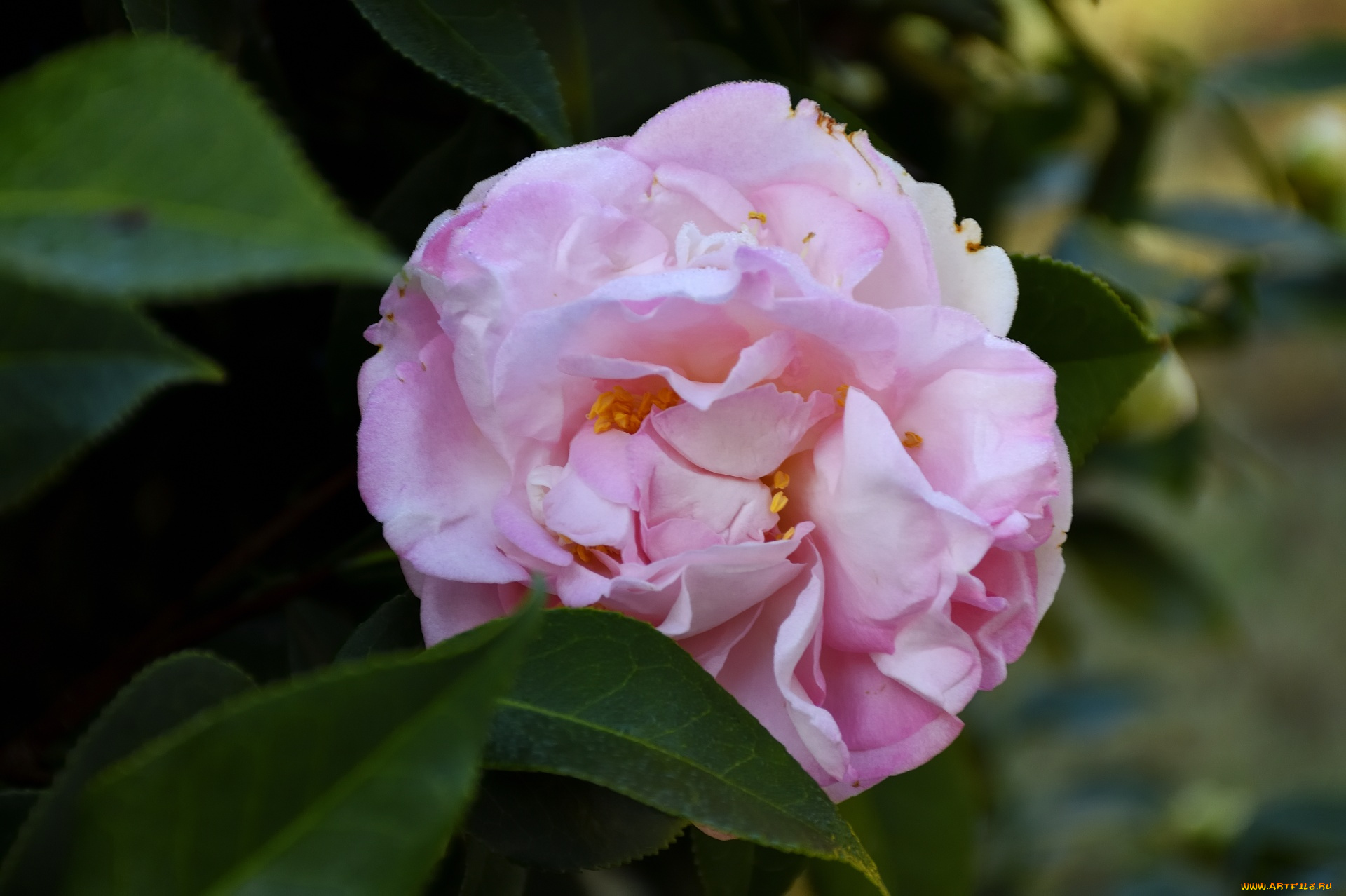 цветы, камелии, нежная, камелия, розовая, макро