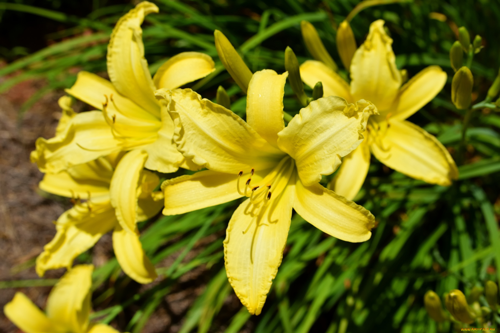 цветы, лилии, , лилейники, желтый, лилейник, макро