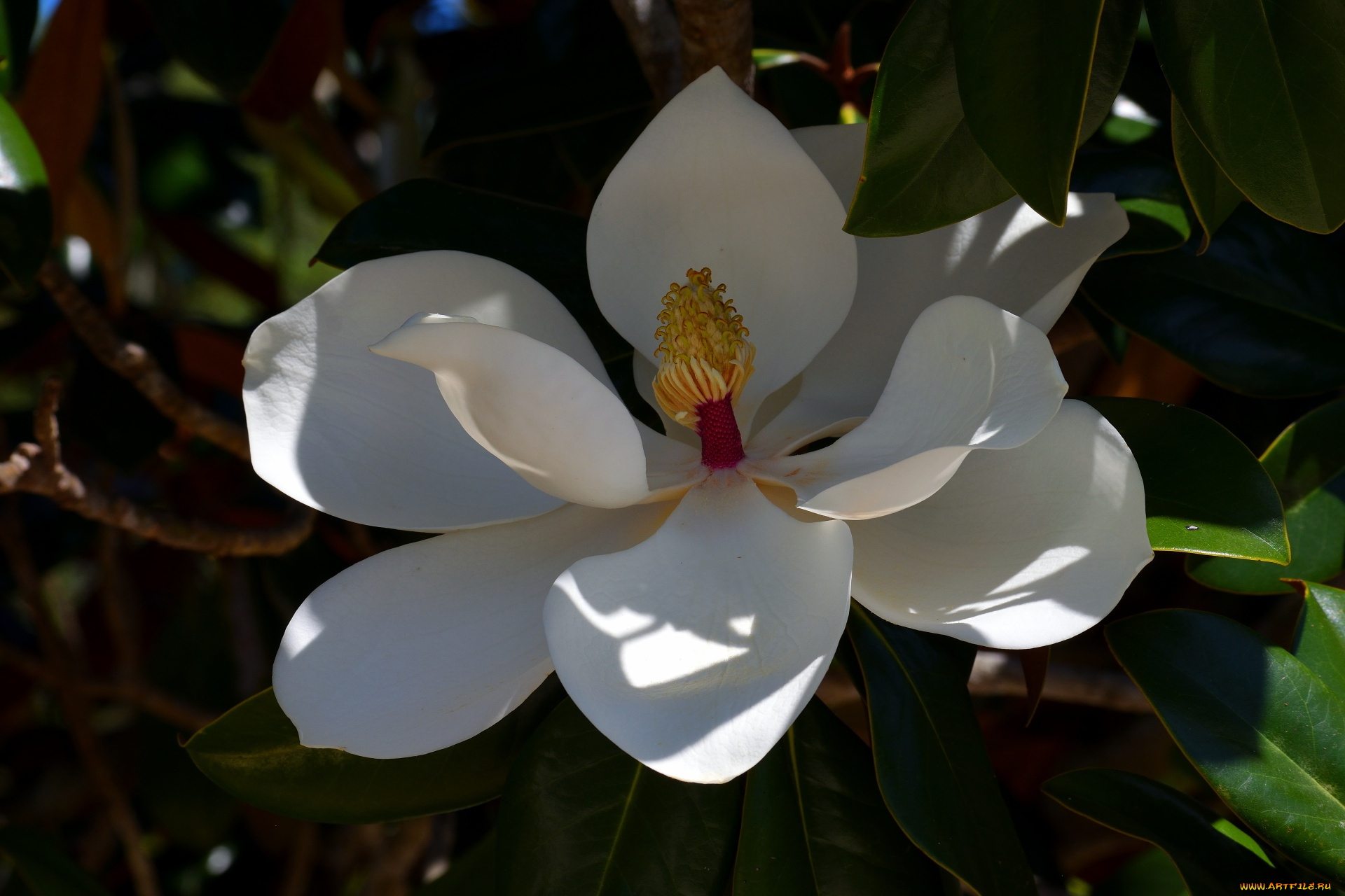 цветы, магнолии, белая, магнолия, макро