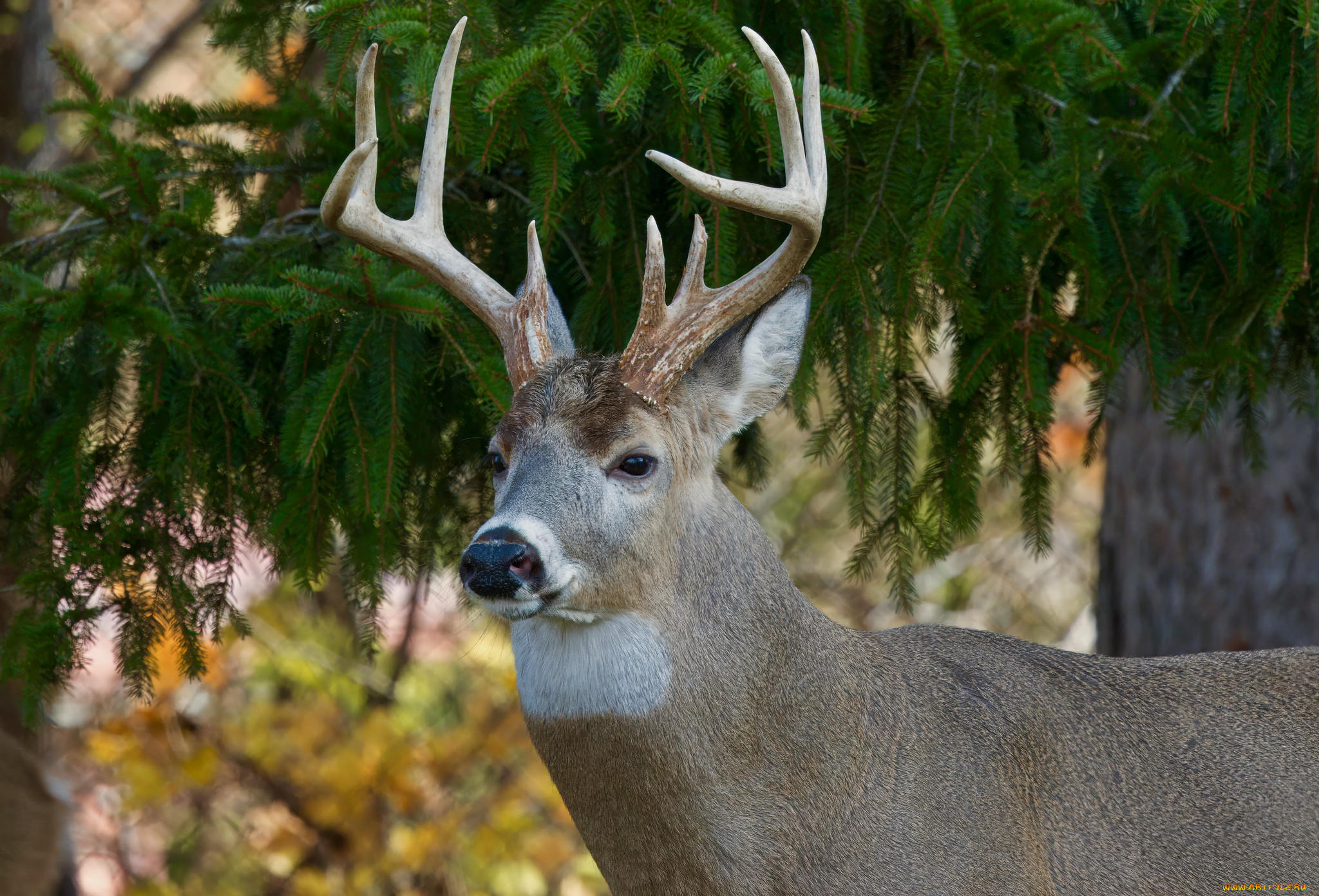 животные, олени, олень