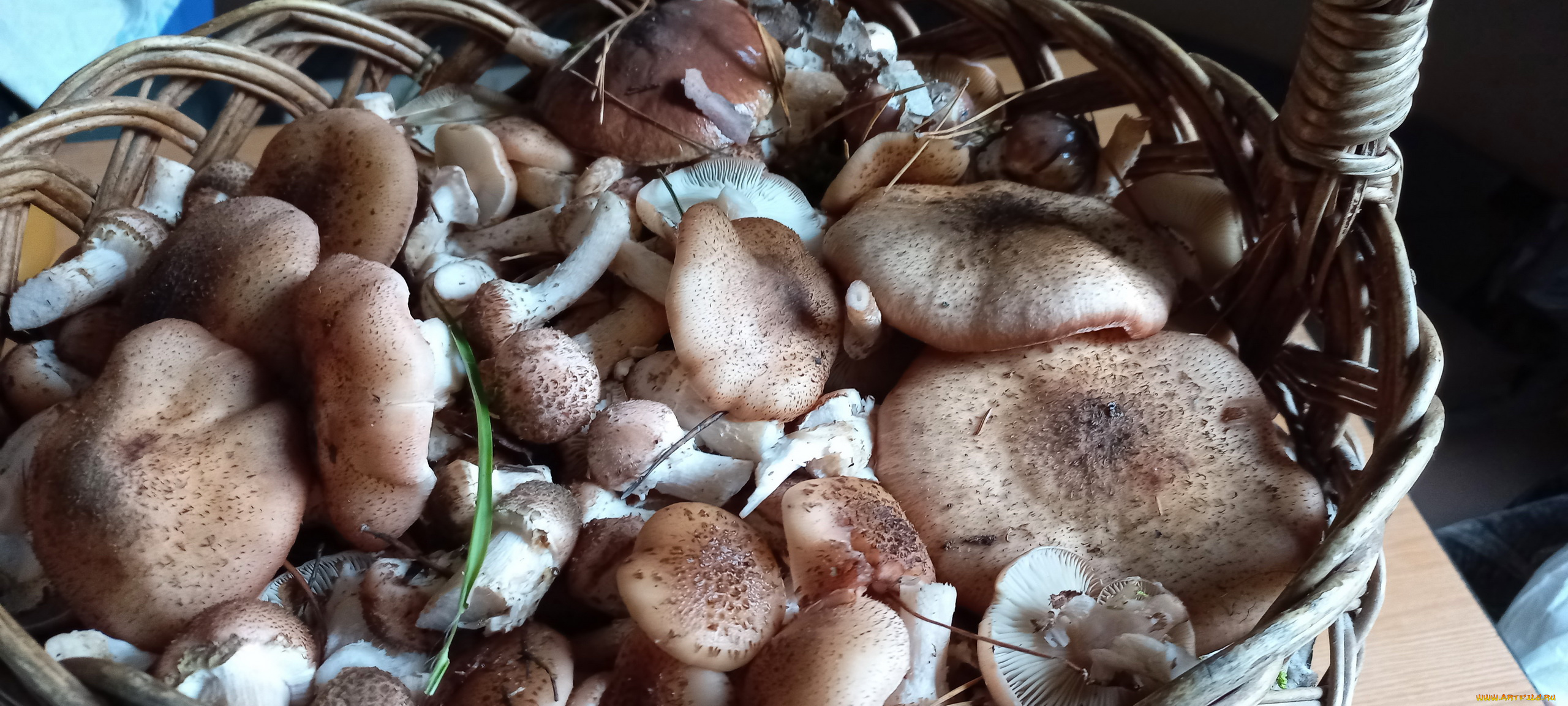 еда, грибы, , грибные, блюда, опята