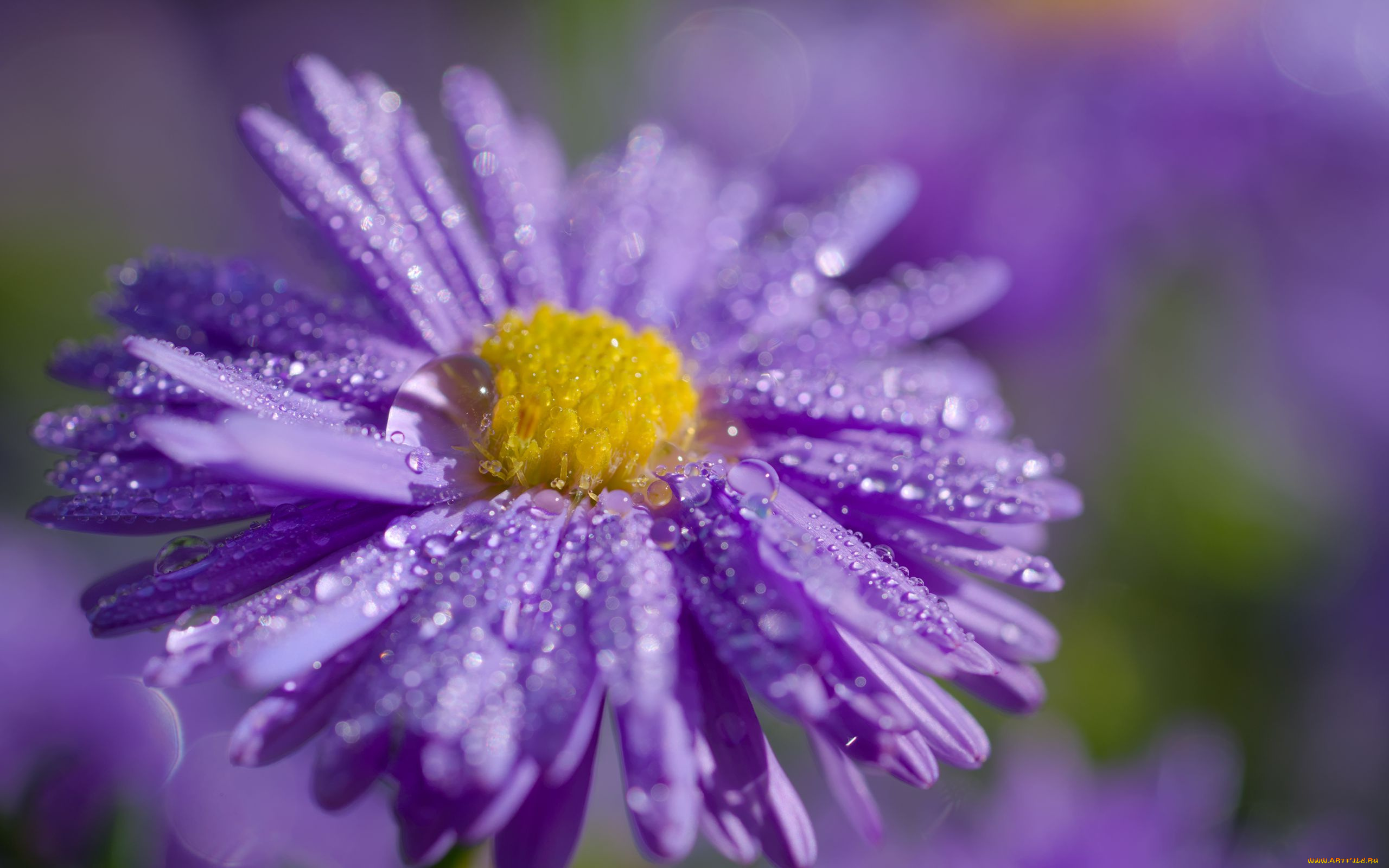 цветы, астры, лиловая, астра, макро, капли