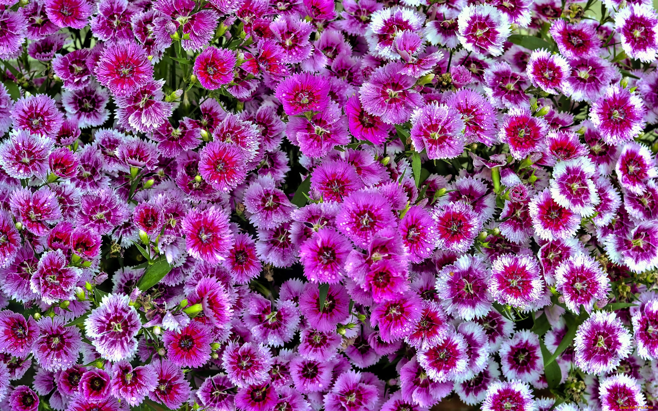 цветы, гвоздики, розовая, гвоздика, шабо, много