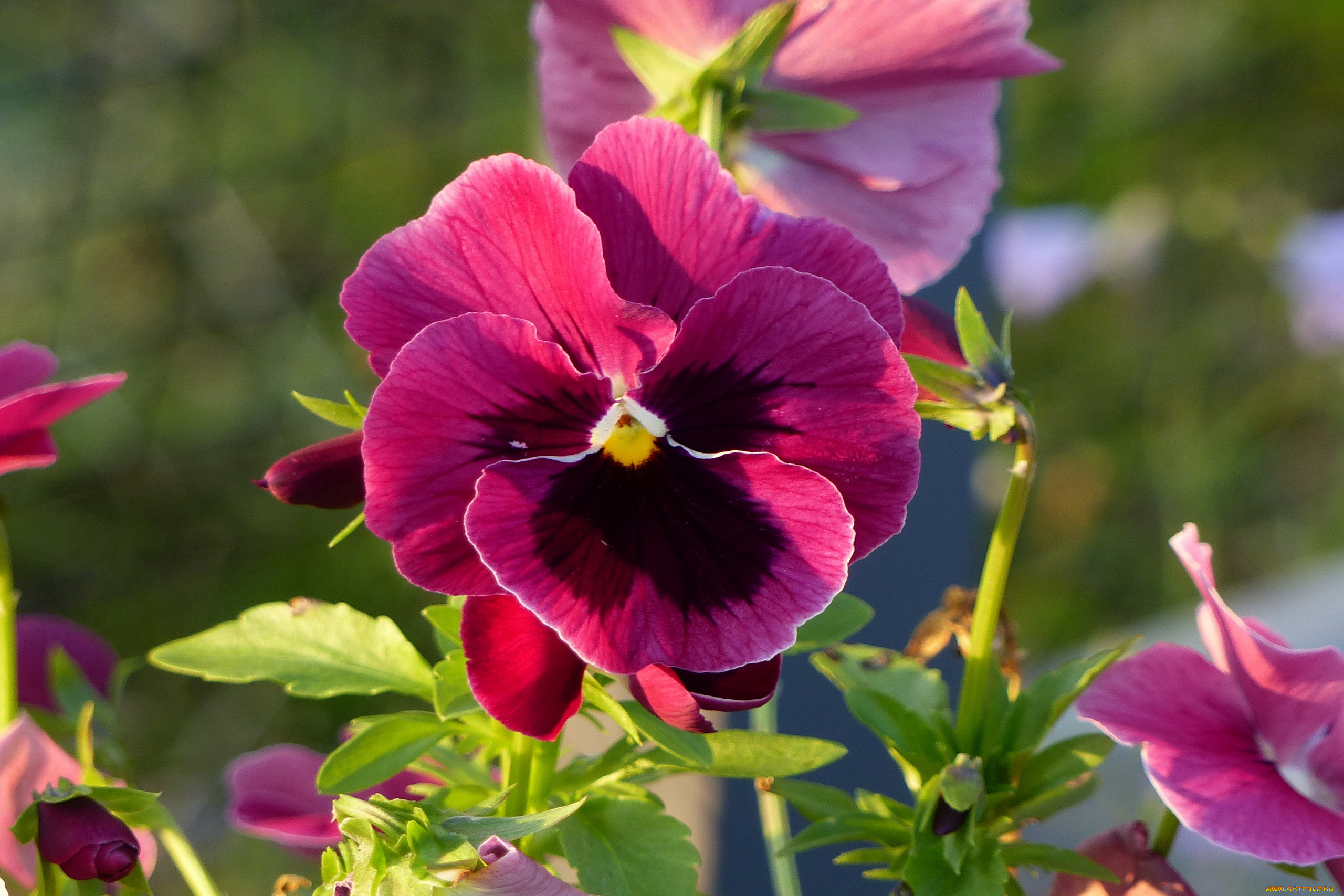 цветы, анютины, глазки, , садовые, фиалки, розовый, макро