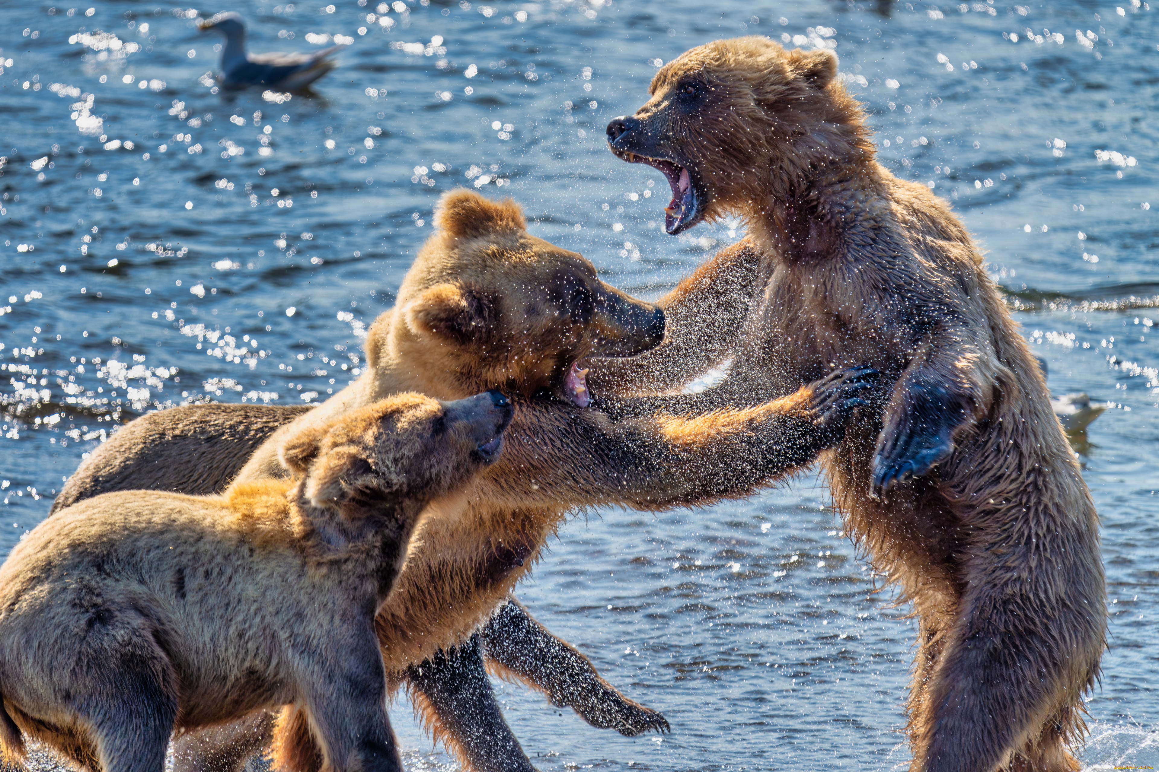 животные, медведи, медведь