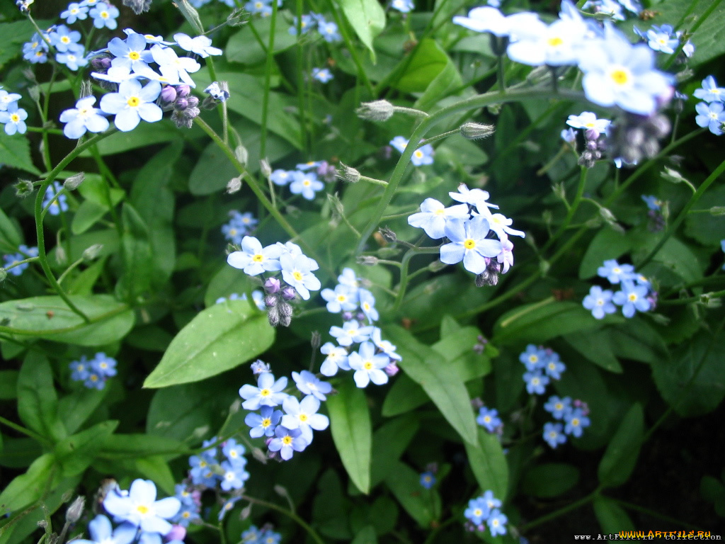 цветочки, цветы, незабудки