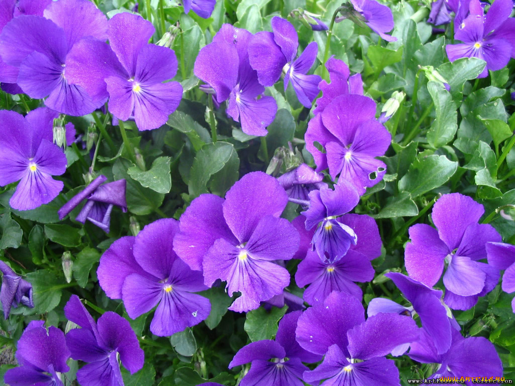 цветы, анютины, глазки, садовые, фиалки