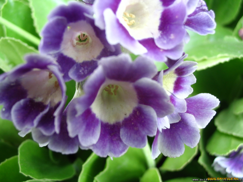 цветы, примулы