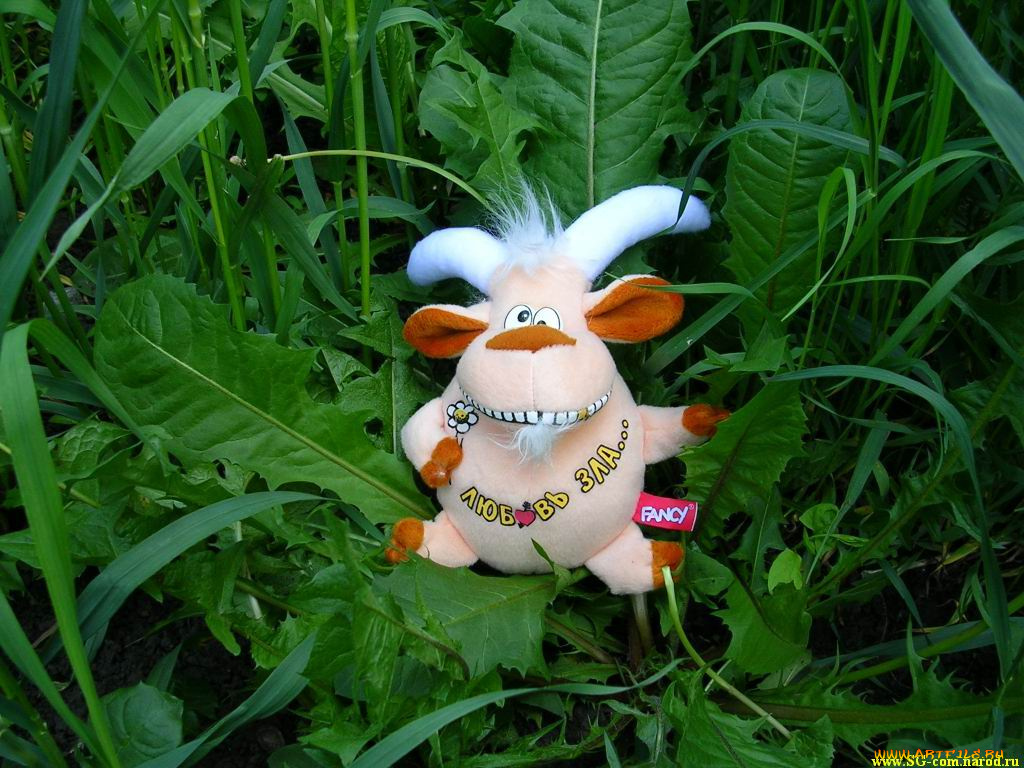 любовь, зла, юмор, приколы