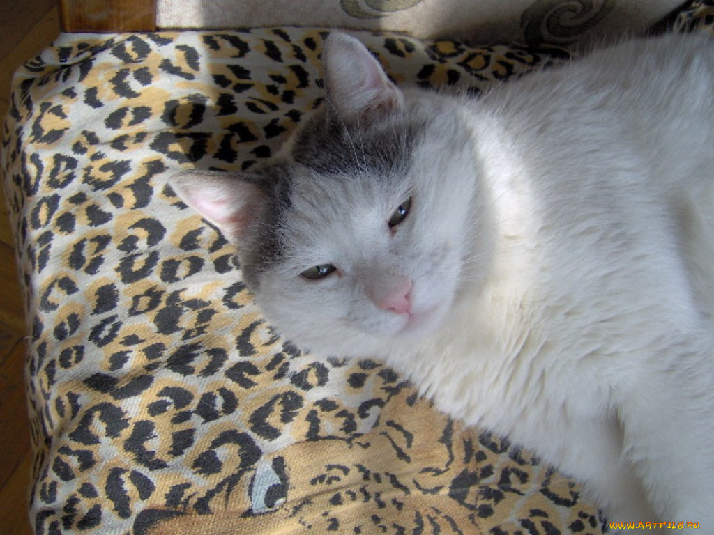 сооня, животные, коты