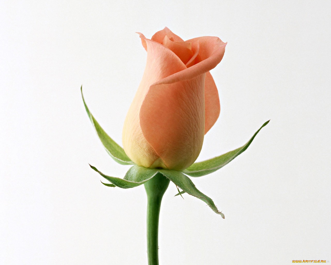 цветы, розы