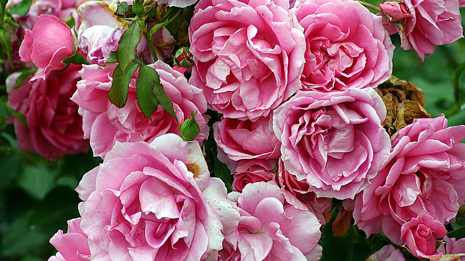 цветы, розы