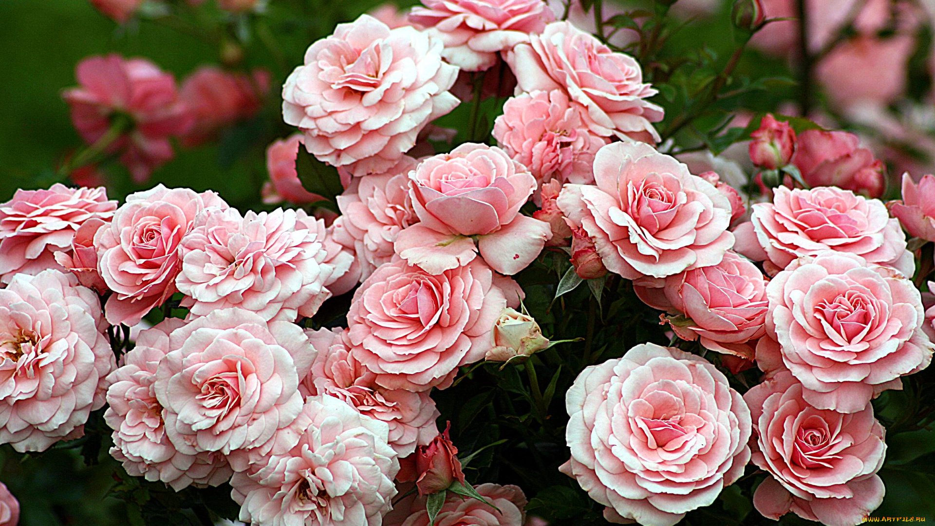 цветы, розы