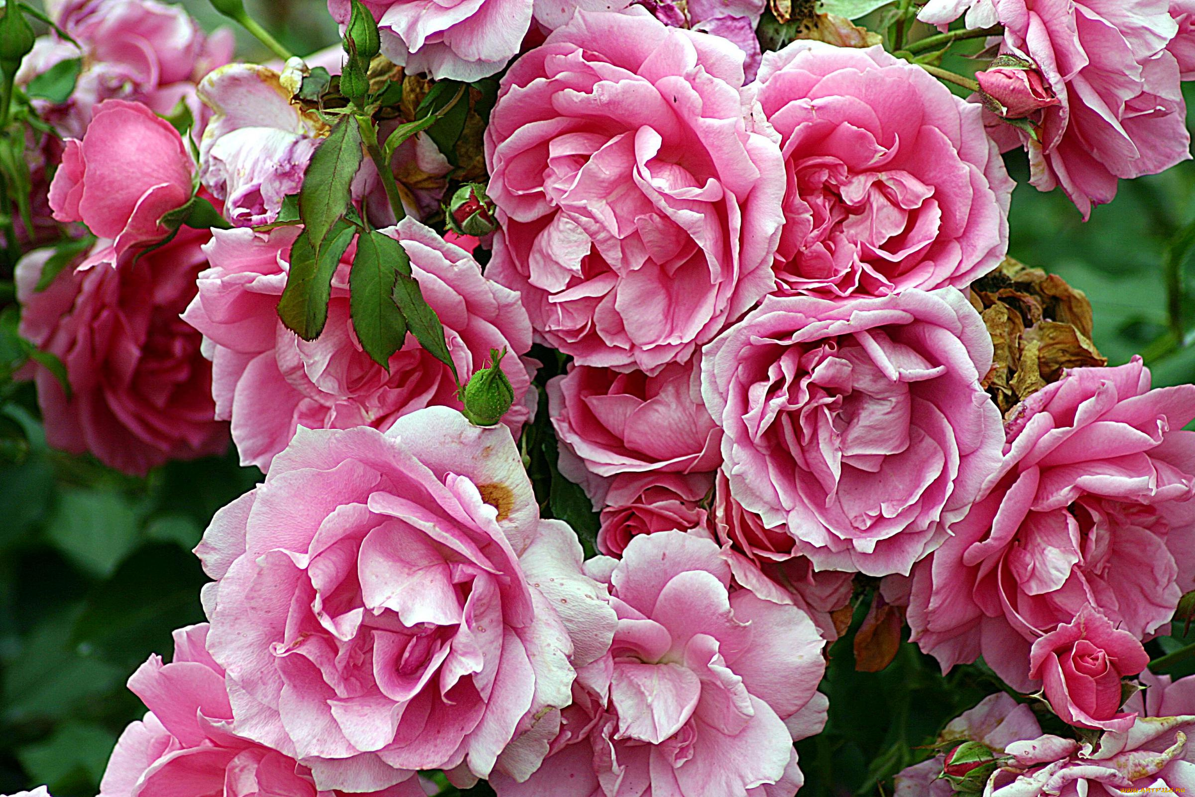 цветы, розы