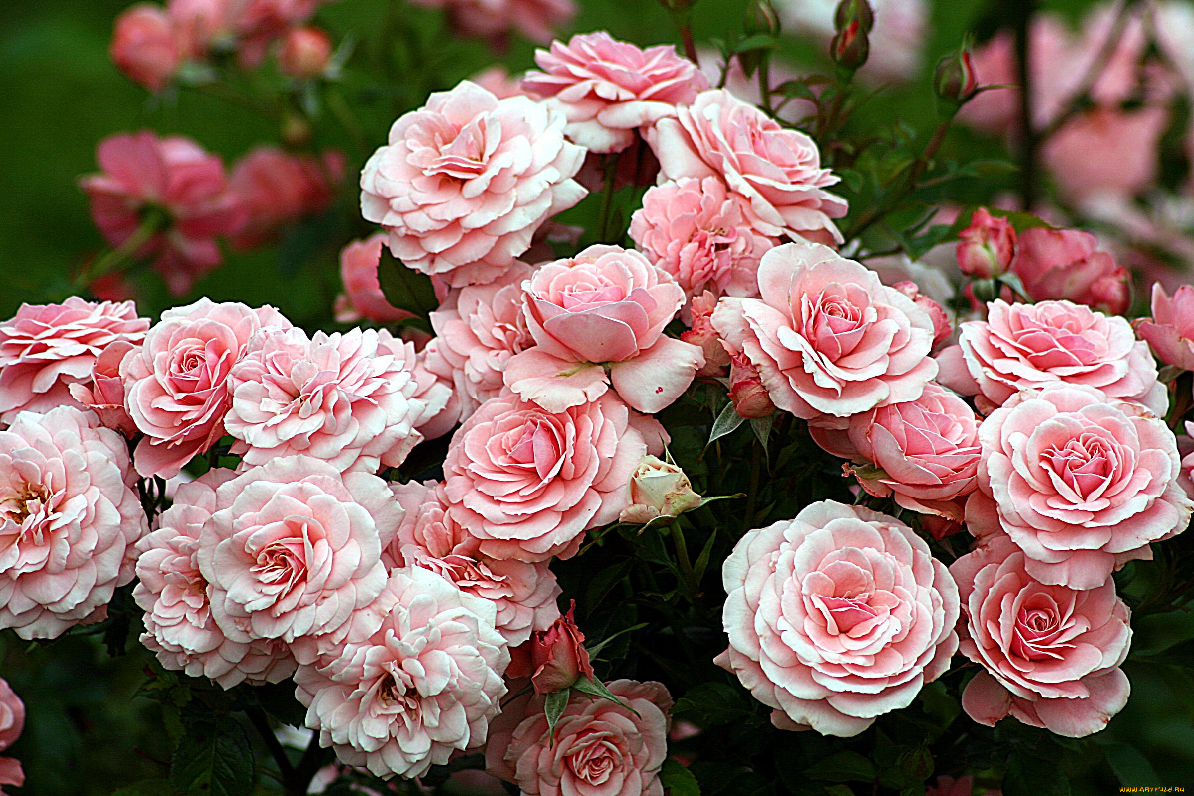 цветы, розы