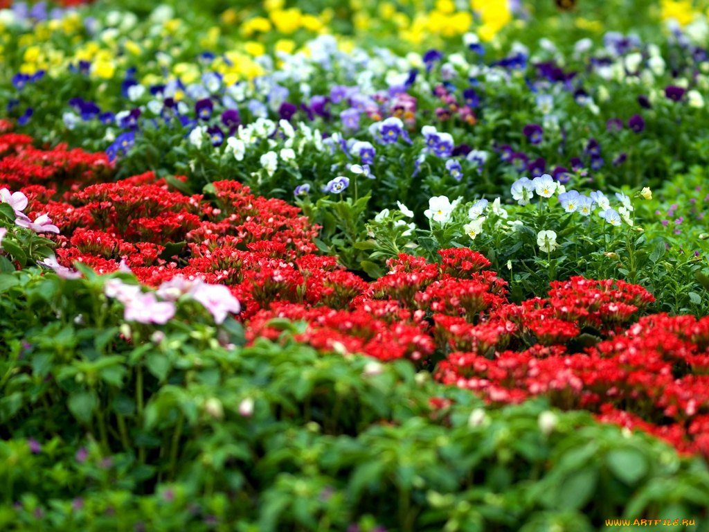 цветы, разные, вместе