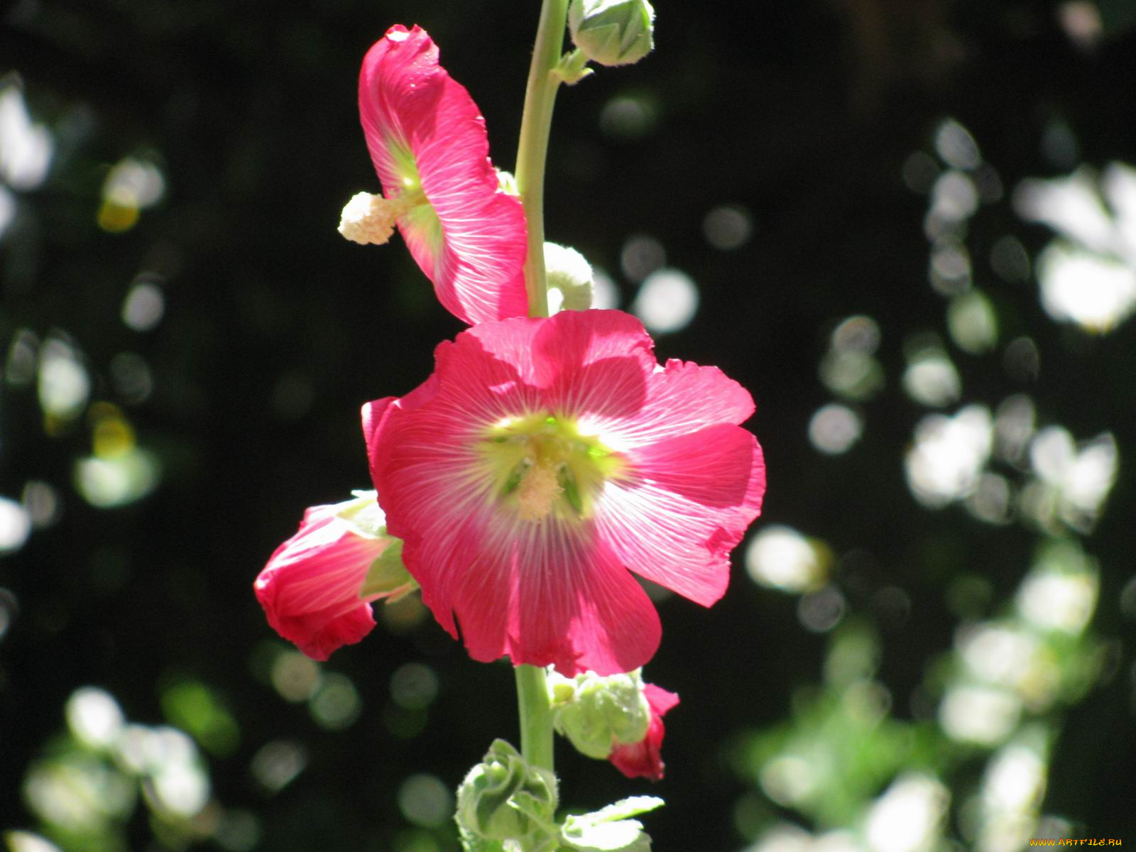 цветы, мальвы