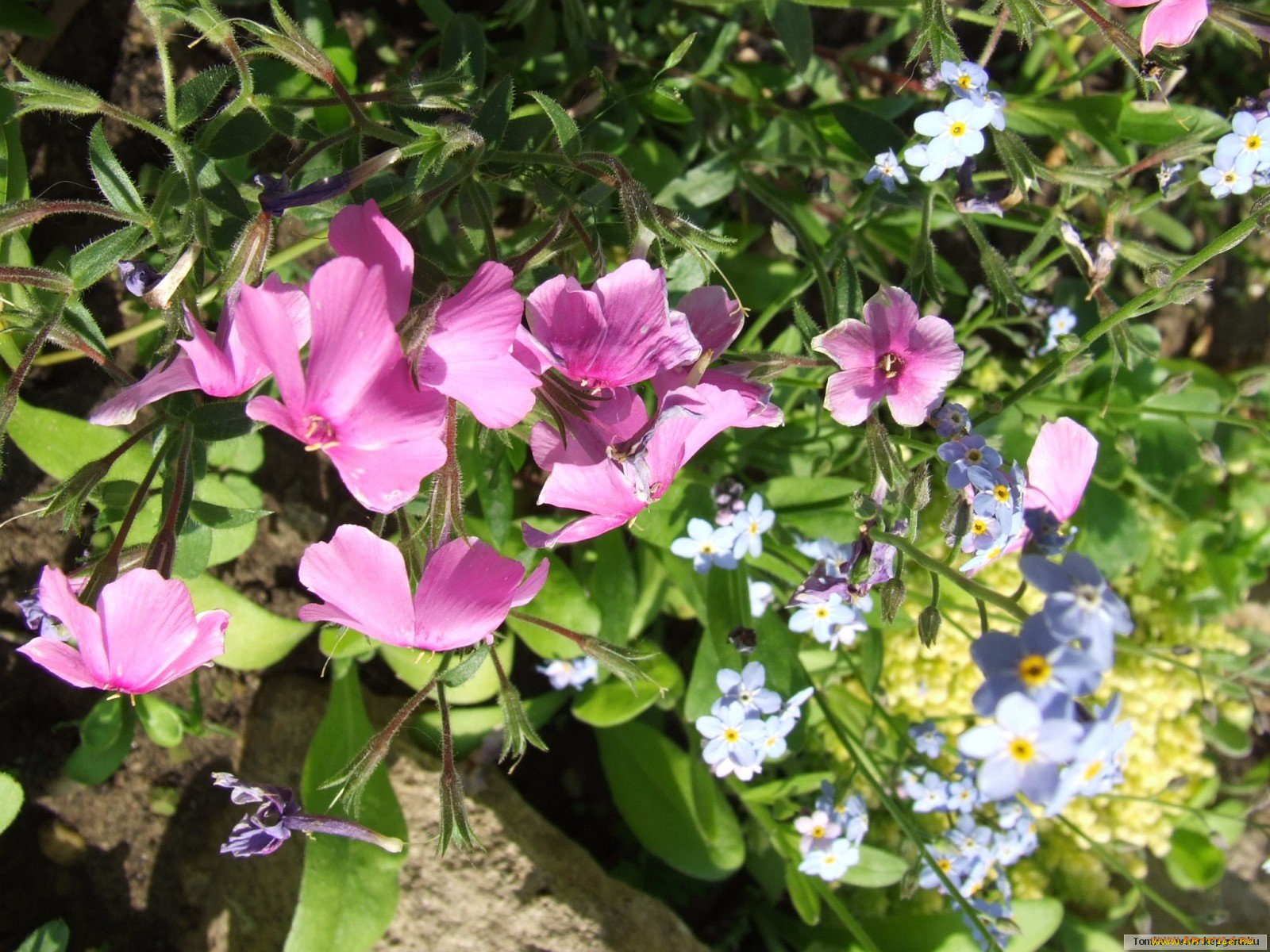 цветы, разные, вместе