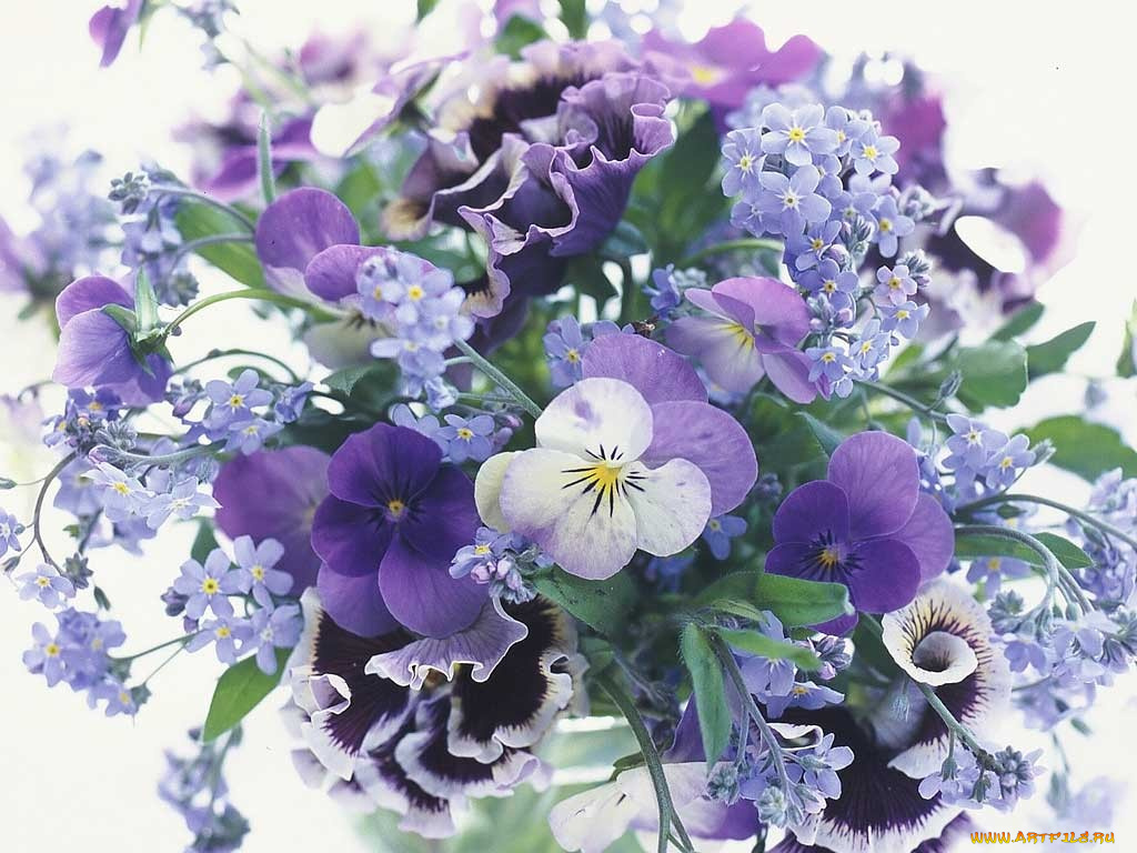 цветы, букеты, композиции