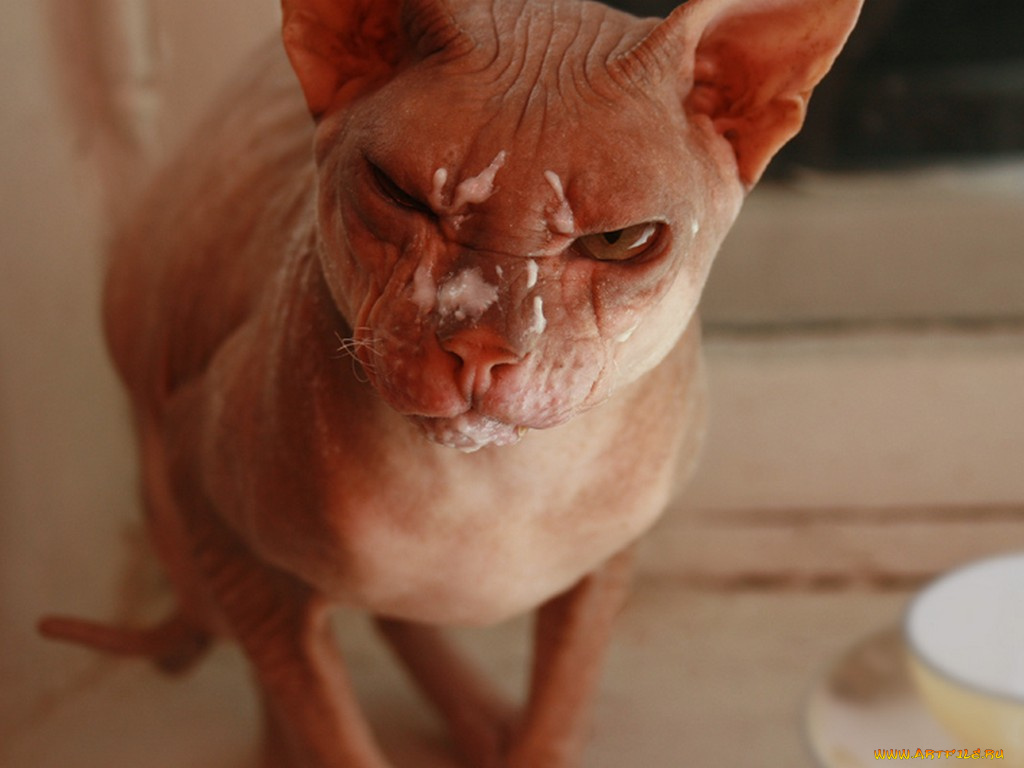 dorash, хозяин, сметана, говоришь, животные, коты