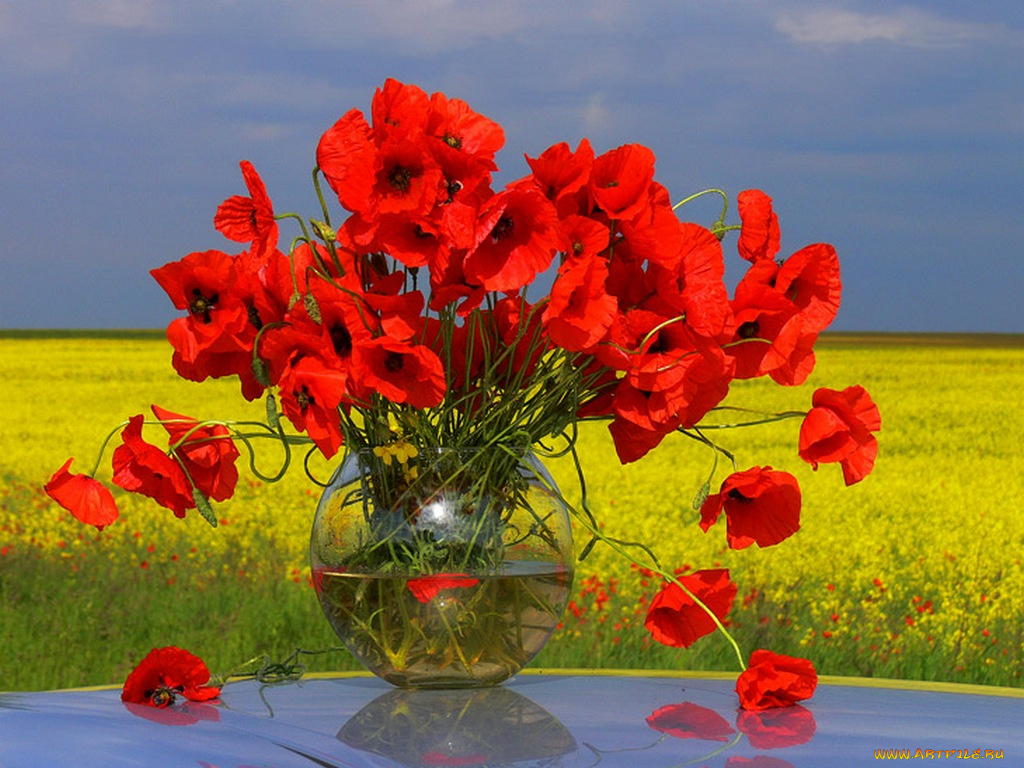 kadetv20, время, маков, цветы, маки