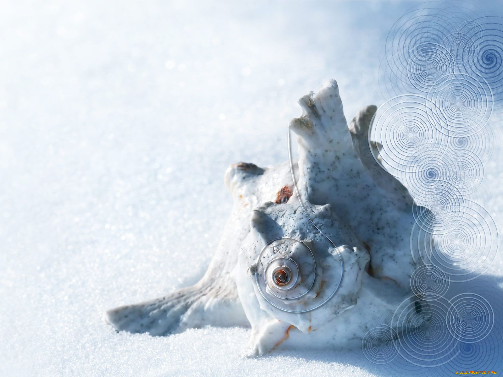 разное, ракушки, кораллы, декоративные, spa, камни