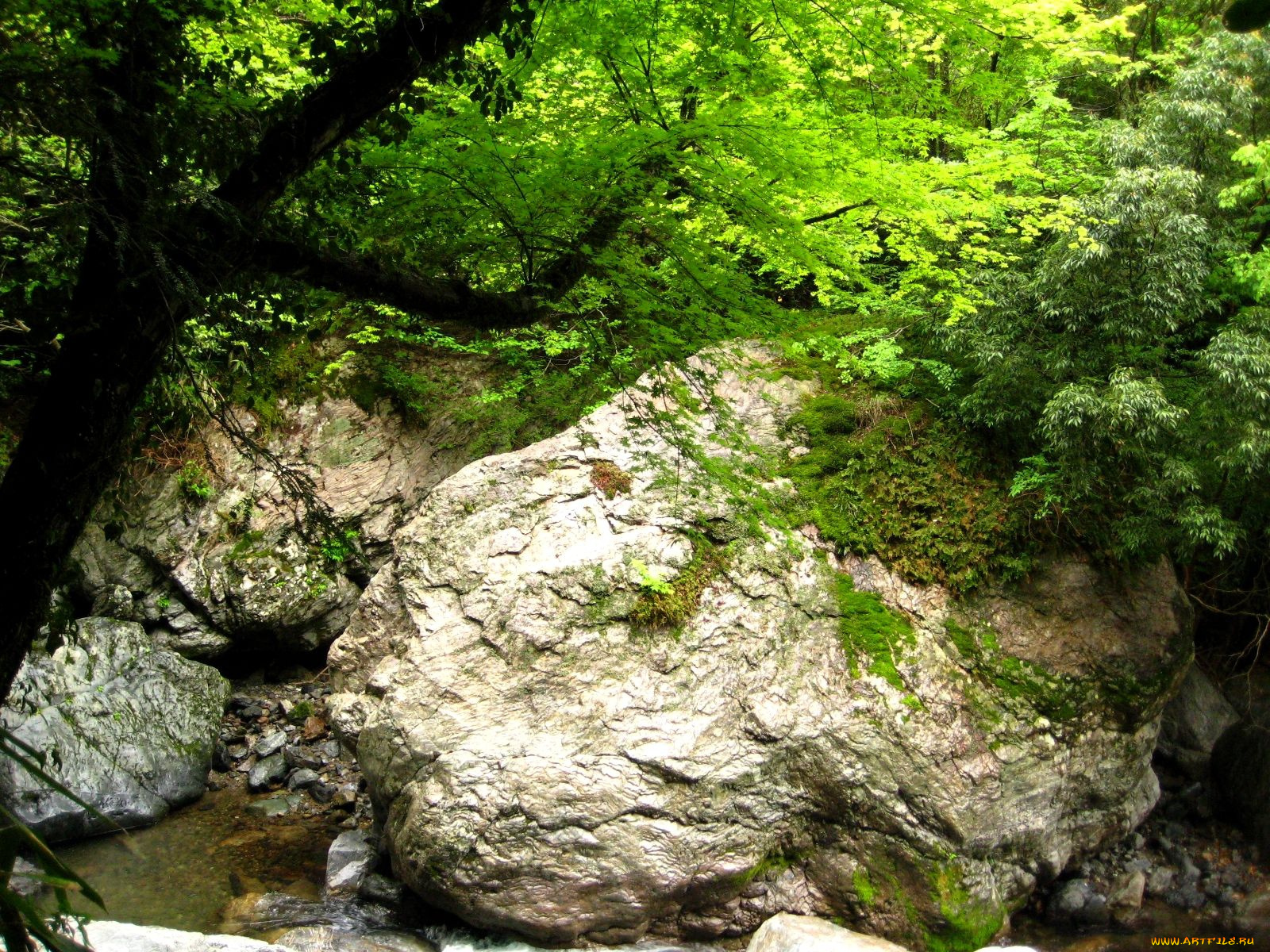 природа, лес, вода, камни