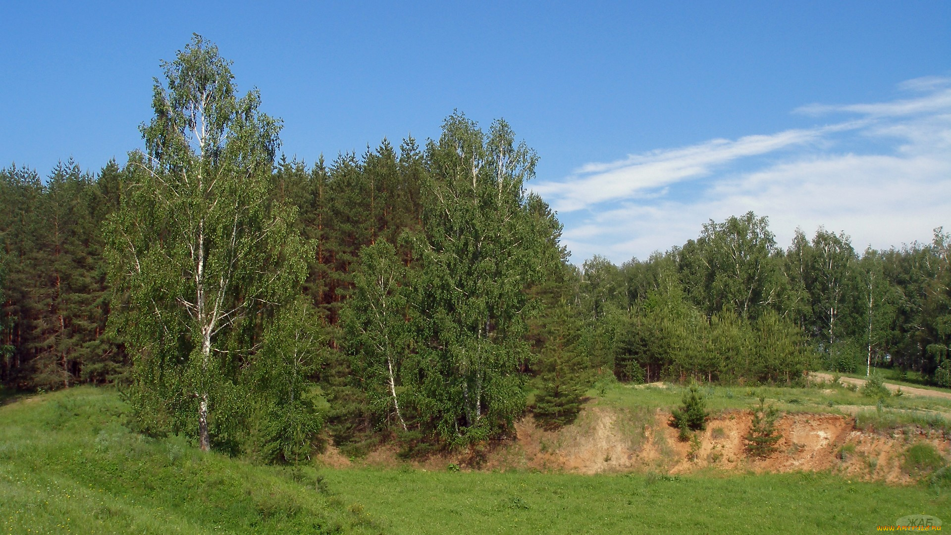 каменищ, природа, лес