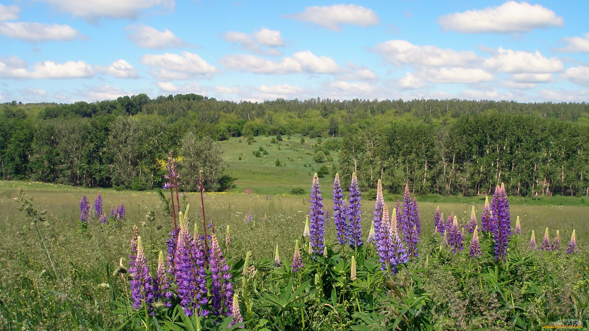 пейзаж, природа, луга