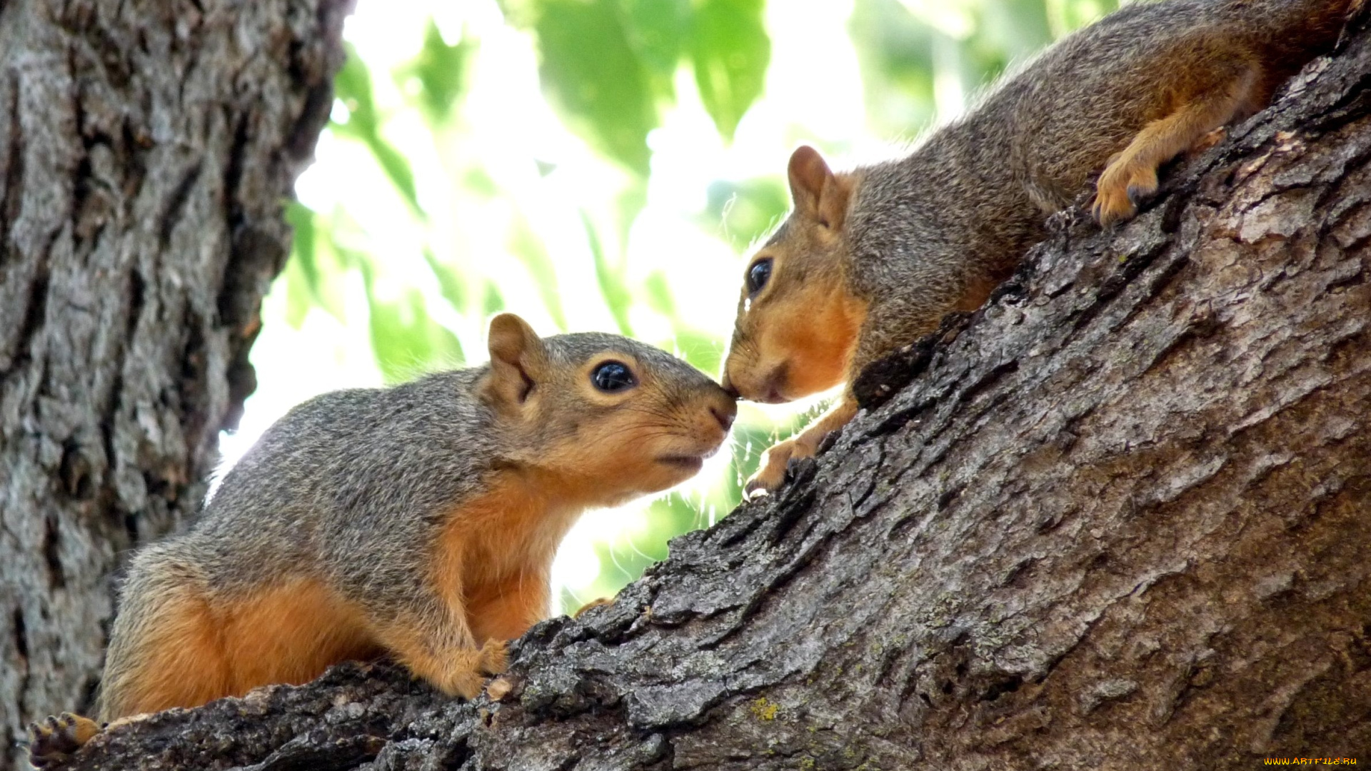 животные, белки, двое, взгляд