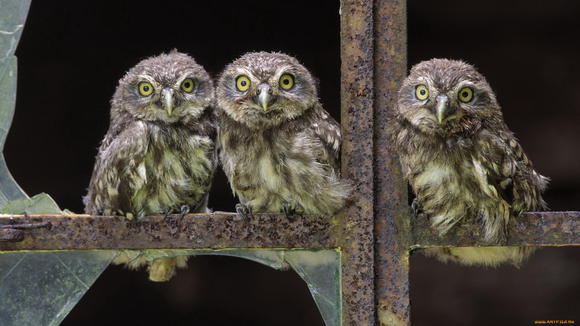 животные, совы