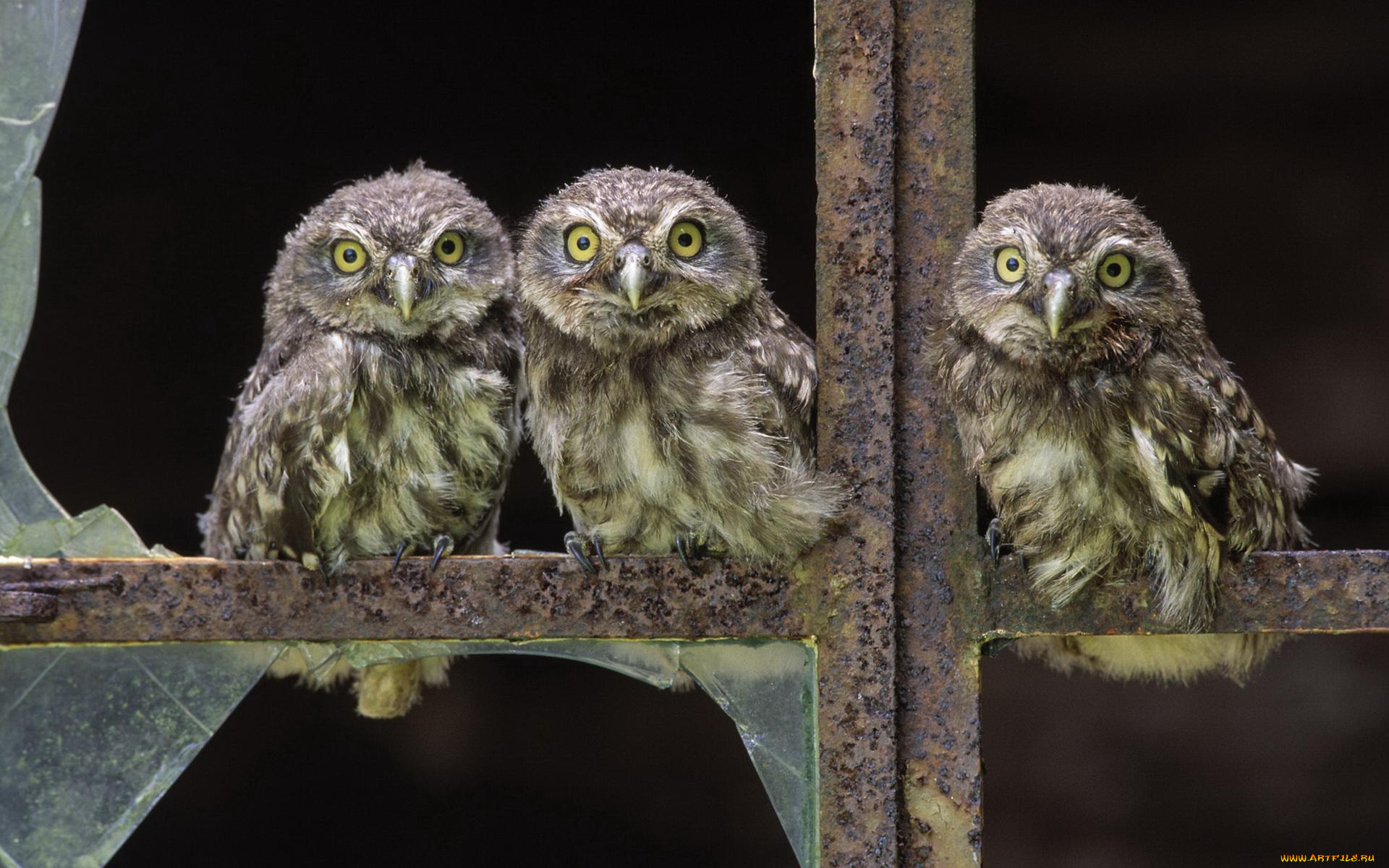животные, совы