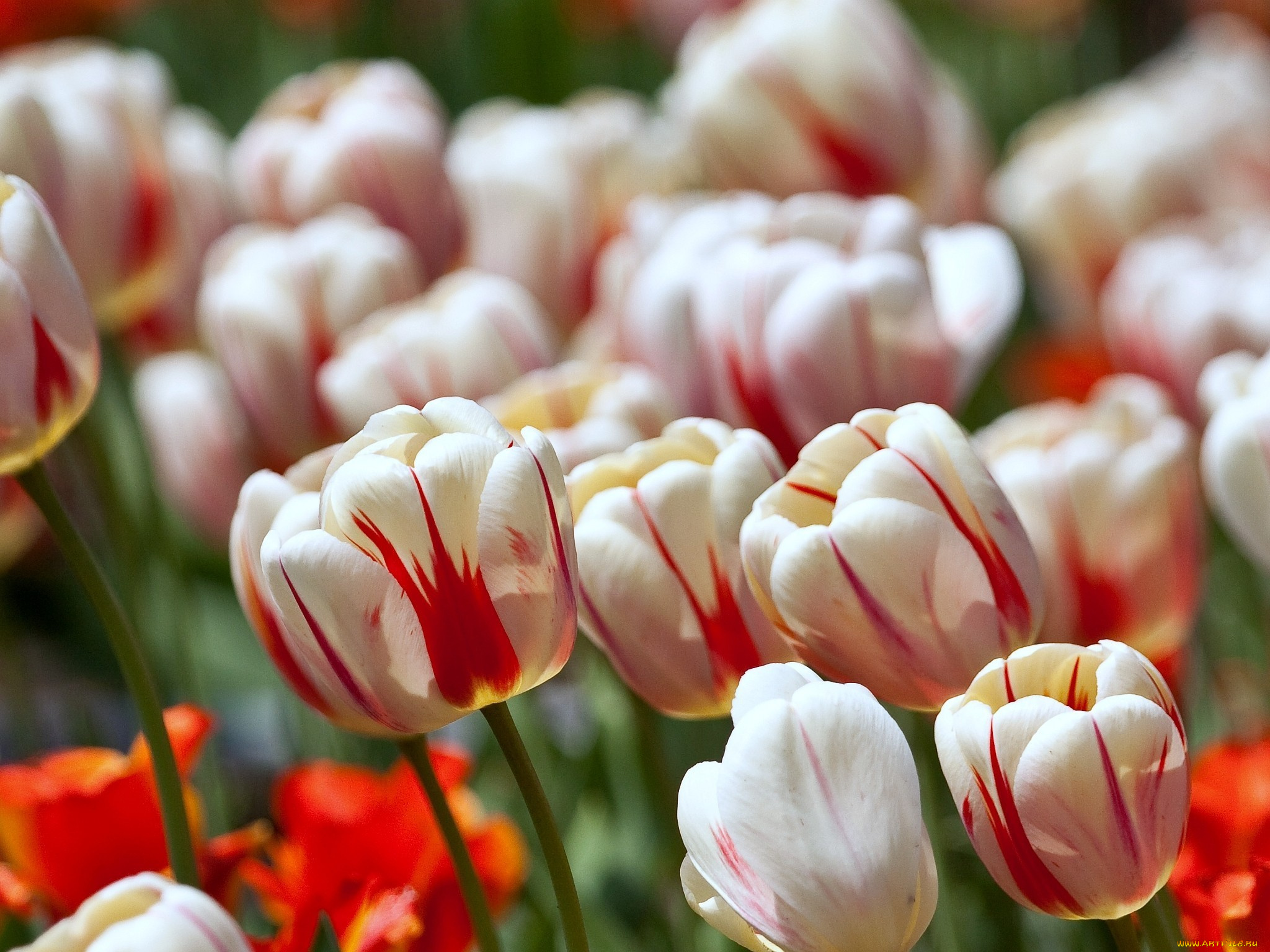 цветы, тюльпаны, много, пестрый