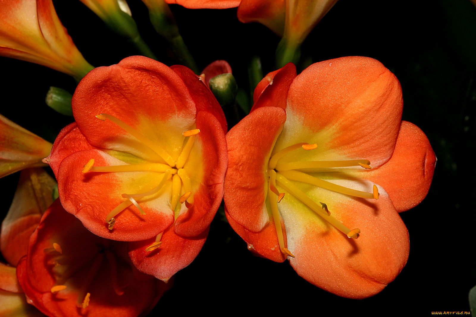 цветы, кливия, лепестки