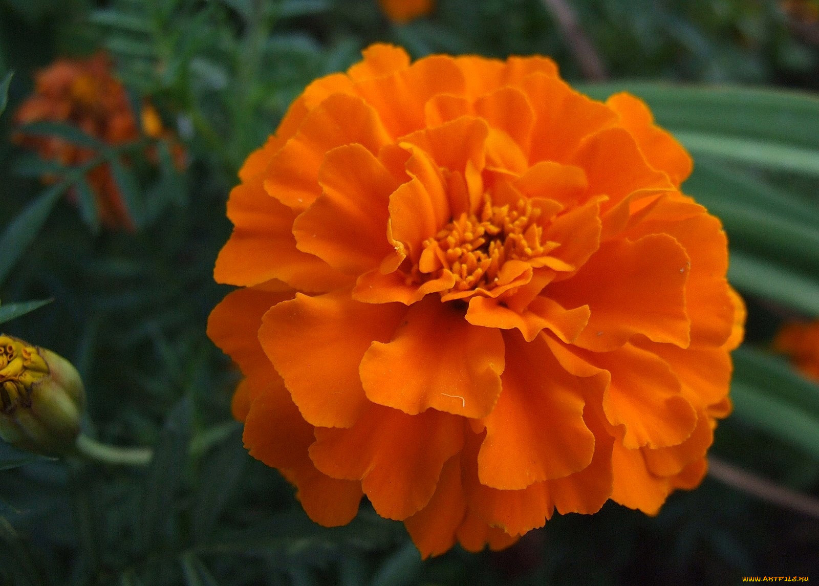 цветы, бархатцы, оранжевый