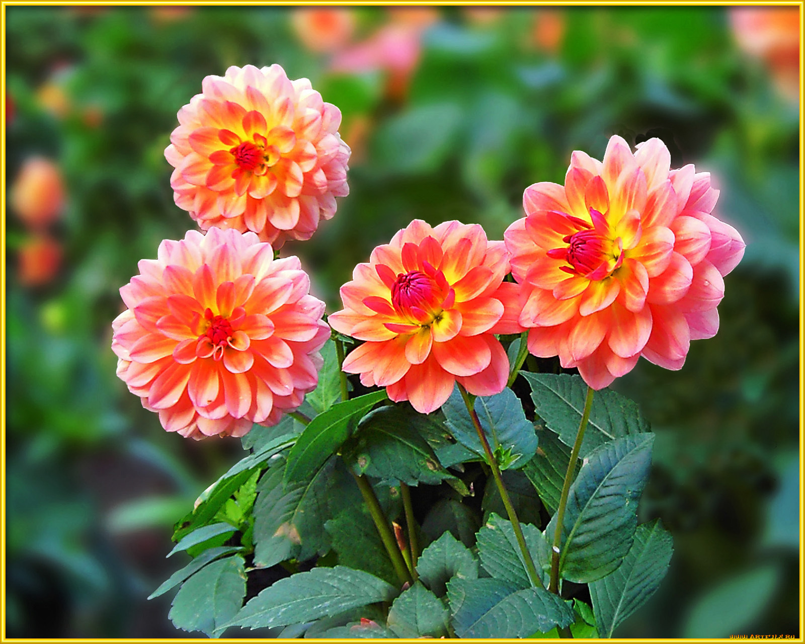 цветы, георгины, лепестки, листья