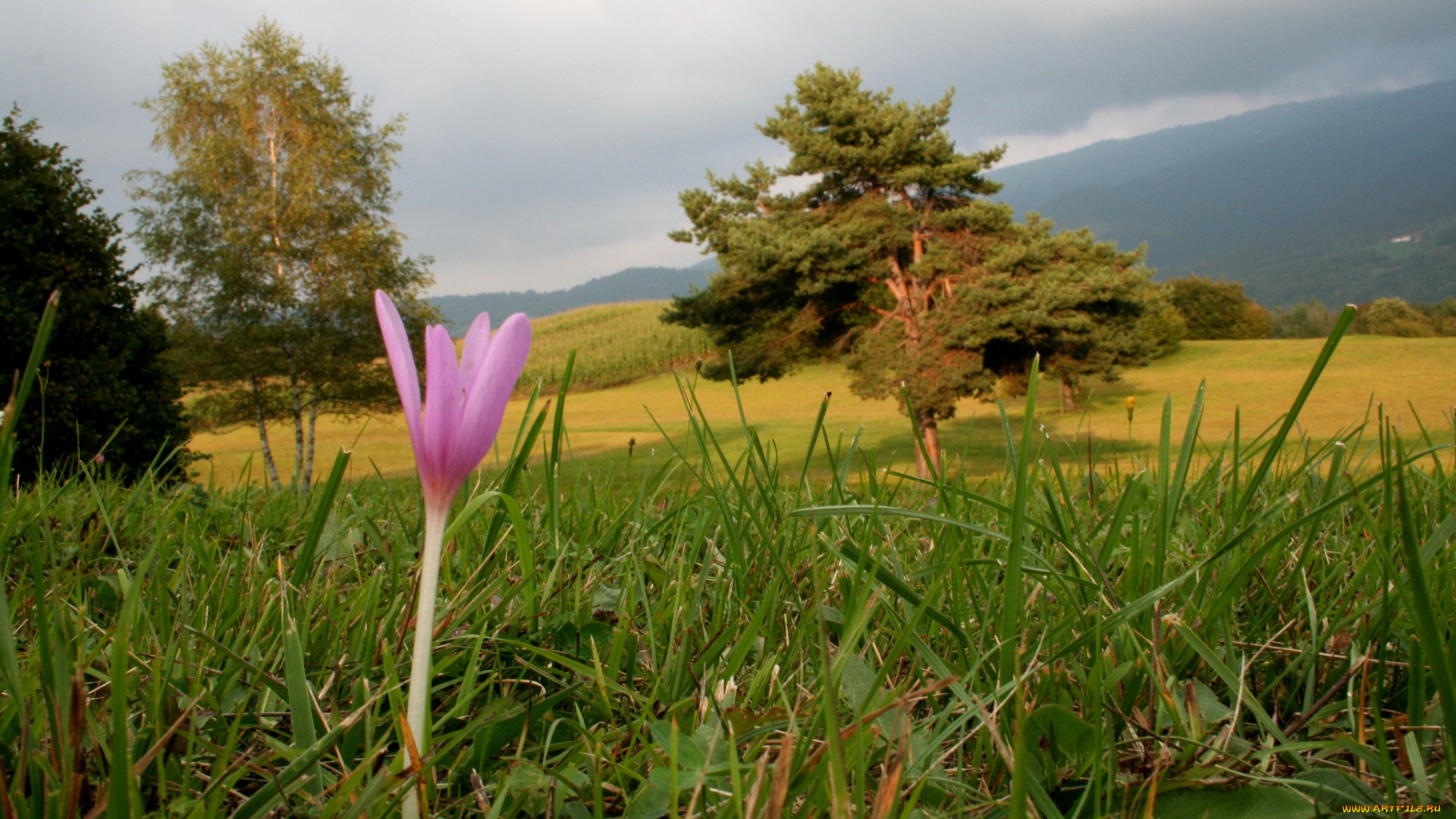 безвременник, цветы, крокусы, цветок, трава