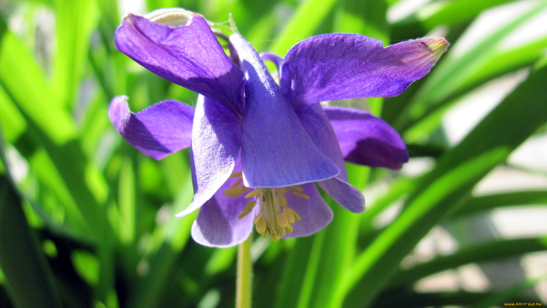 цветы, аквилегия, водосбор, фиолетовый
