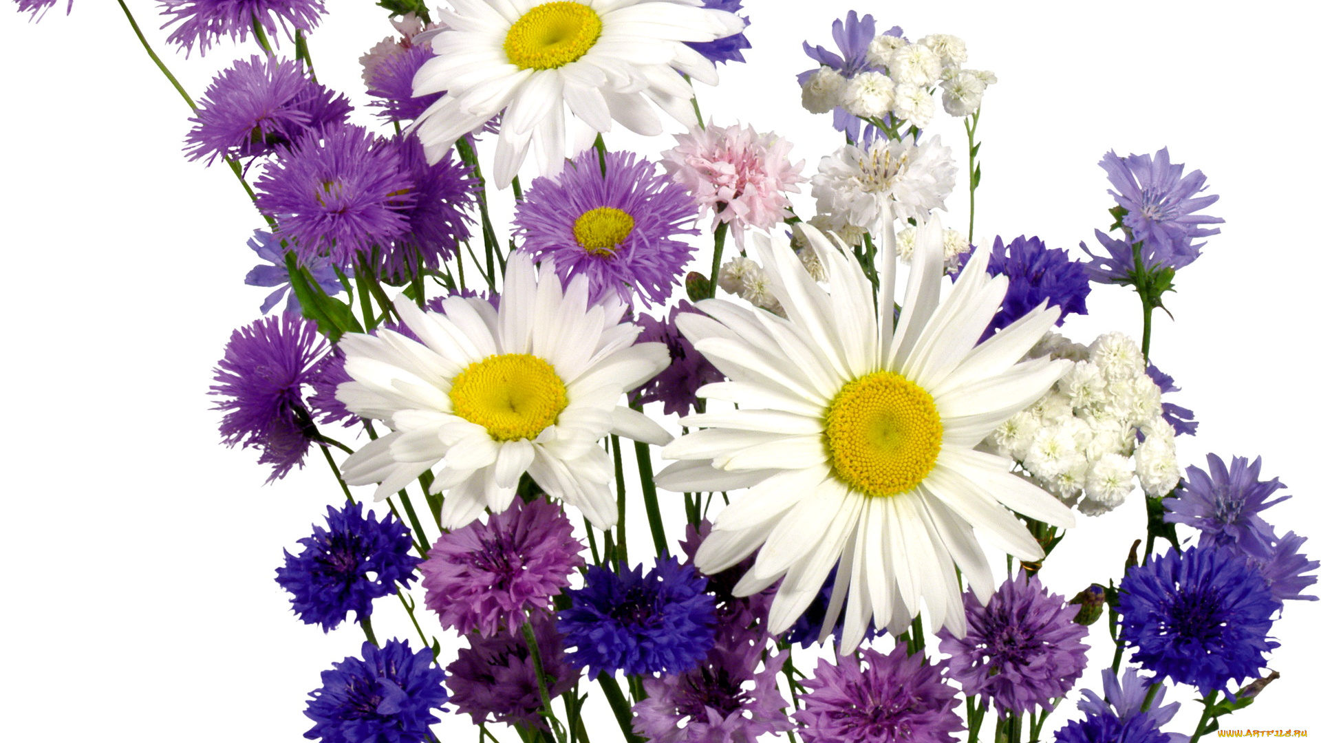 цветы, букеты, композиции, летние, букет