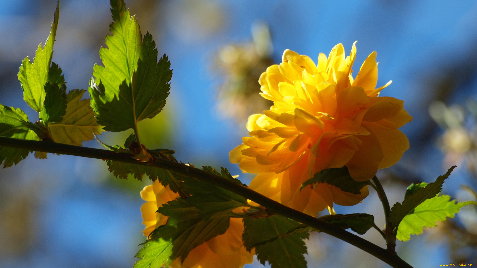 цветы, цветущие, деревья, кустарники, керрия, японская