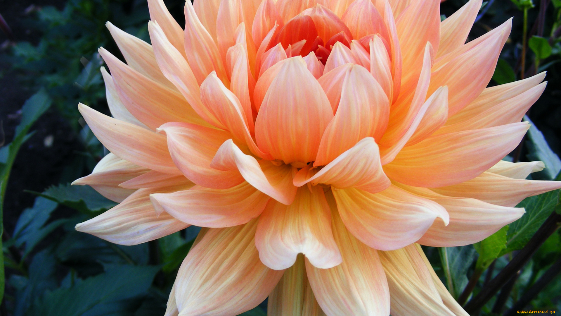 цветы, георгины, лепестки