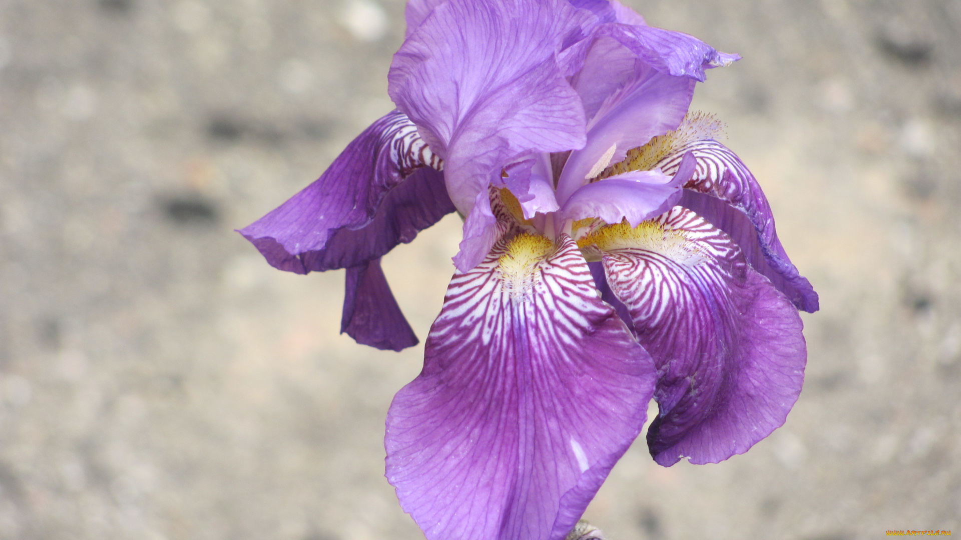 цветы, ирисы, сиреневый