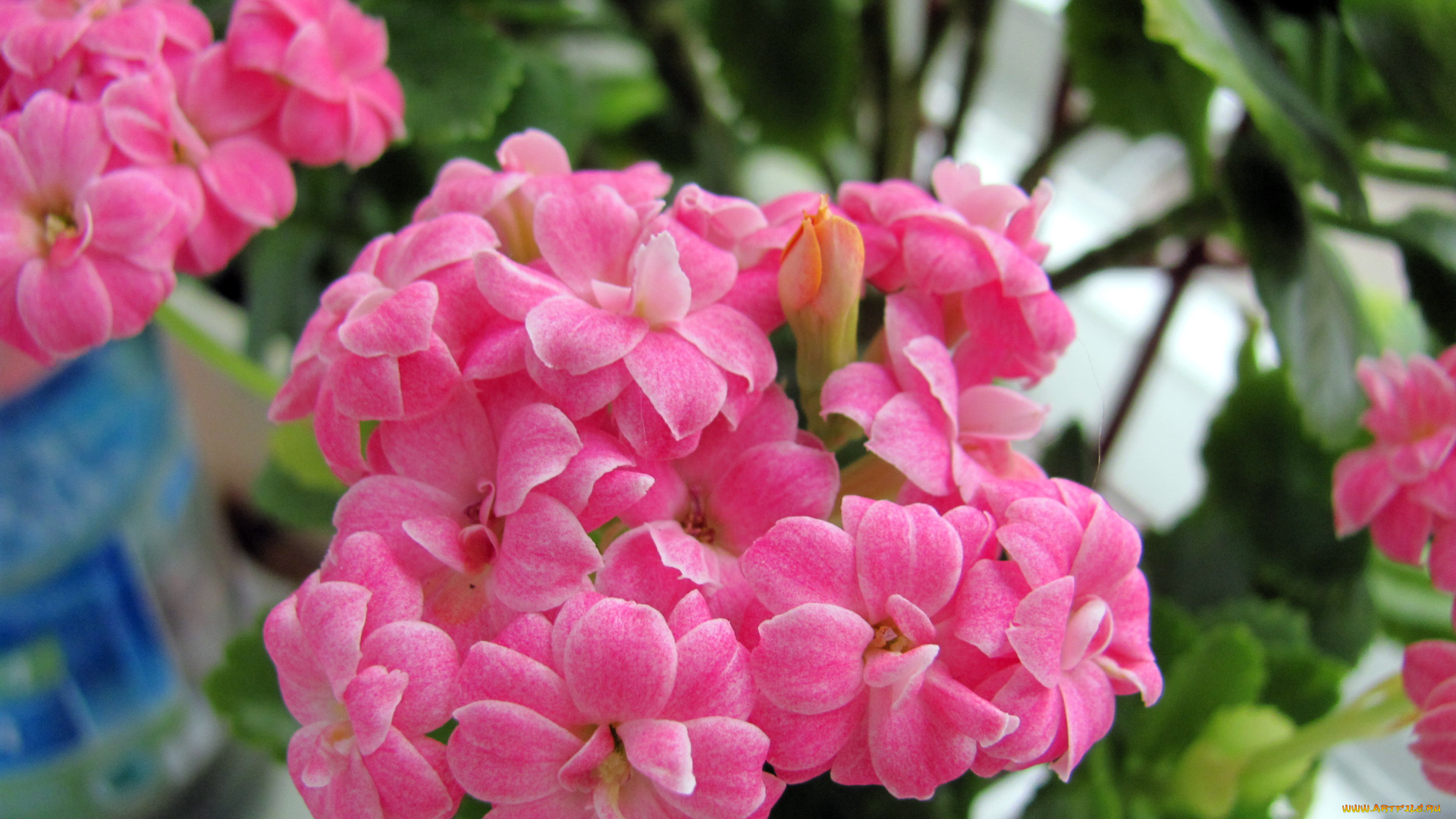 цветы, каланхоэ, розовый