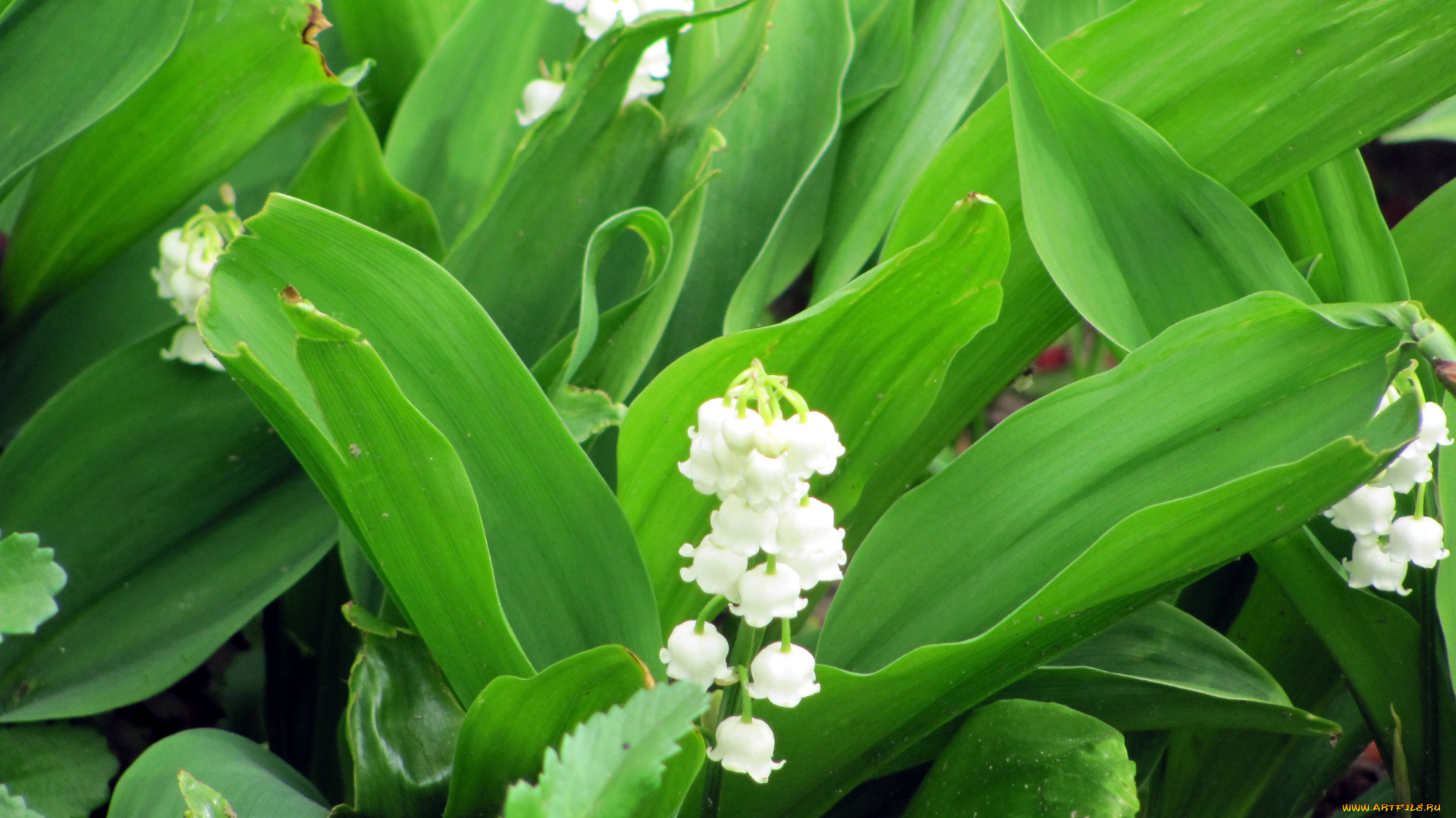 цветы, ландыши, весна, белый, май, зеленый