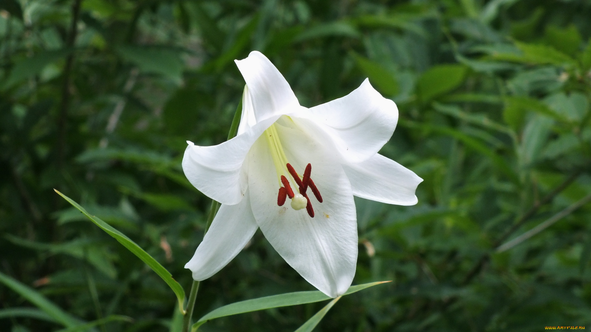 цветы, лилии, лилейники, лилия