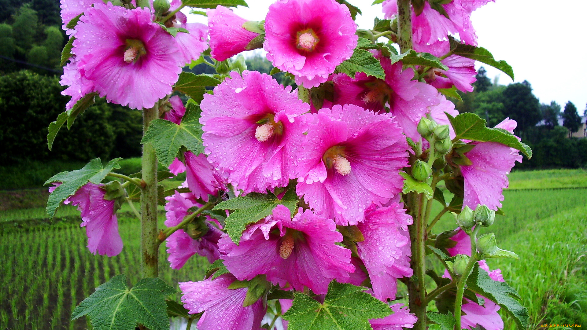 цветы, мальвы, розовые