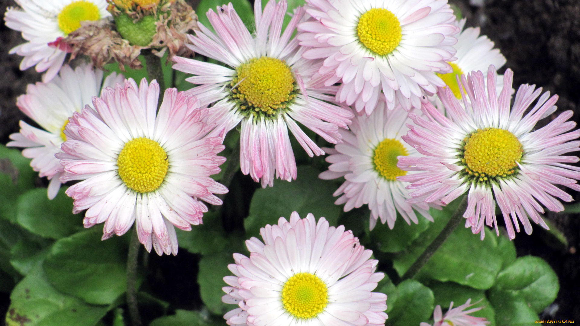 цветы, маргаритки, бело-розовый